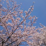 クリニック裏の公園の桜
